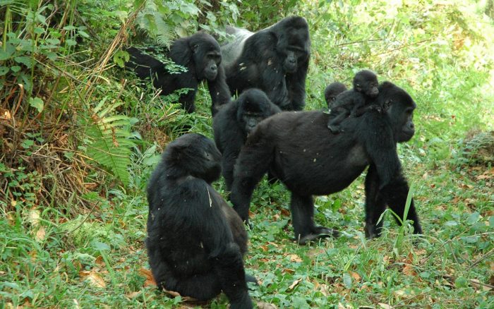 Book a 3 days gorilla trekking bwindi