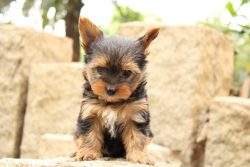 Yorkshire Terrier Puppies For Sale In Surat