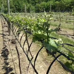 VINE SUPPORT