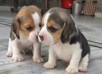Beagle Puppies in Hyderabad