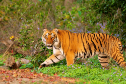 Delhi to Corbett Cab