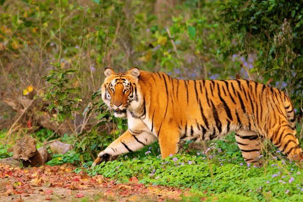 Delhi to Corbett Cab