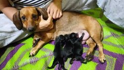 Dachshund Puppies For Sale In Surat