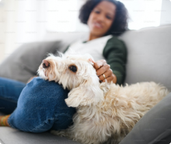 Professional Pet Boarding Service in Delhi