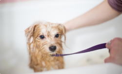 Pet Grooming Service Delhi