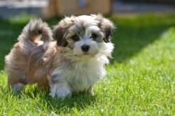 Havanese Puppies in Ahmedabad