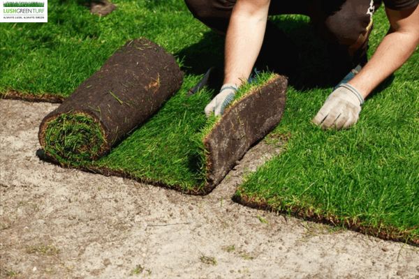 Professional Turf Laying Service Sydney for a Lush Green Lawn