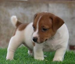 Jack Russell Terrier Puppies in Delhi