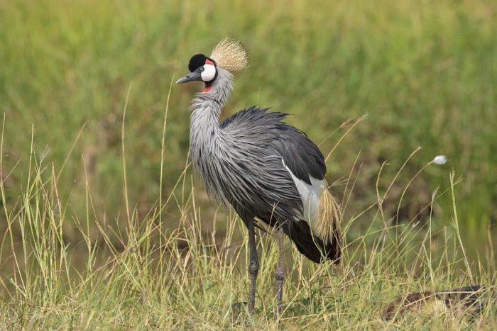 Kenya Safari: Discover Africa’s Untamed Wilderness
