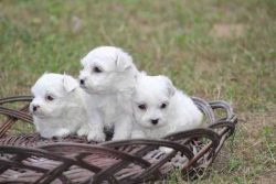 Maltese Puppies in Bangalore