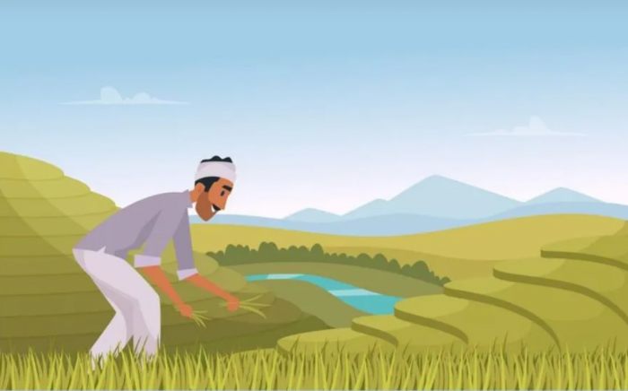 How to Choose the Right Rice for Your Needs | Nature Harvest