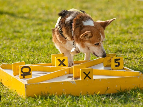 Solve Your Dog’s Behavioral Issues Like a Pro!