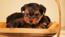 Yorkshire Terrier Puppies in Delhi