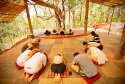 Looking For Vinyasa Yoga Teacher Training