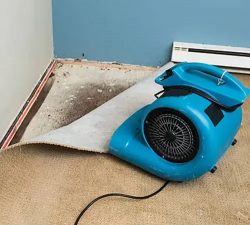 How Can I Prevent Mold Growth During Emergency Flood Cleanup?