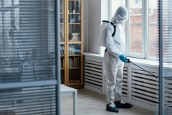 Pest Control Services Dublin: Say Goodbye to Pests Today
