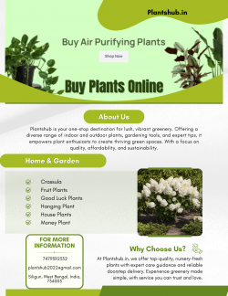 Indoor Plants For Office To Add A Refreshing Vibe