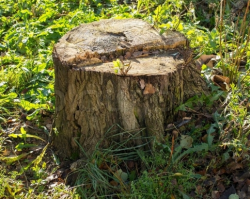 Best Tree Stump Removal Johannesburg
