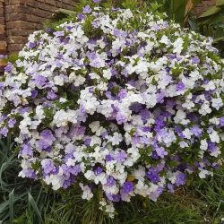 Breathe Life Into Your Space with Beautiful Outdoor House Plants from Plantshub