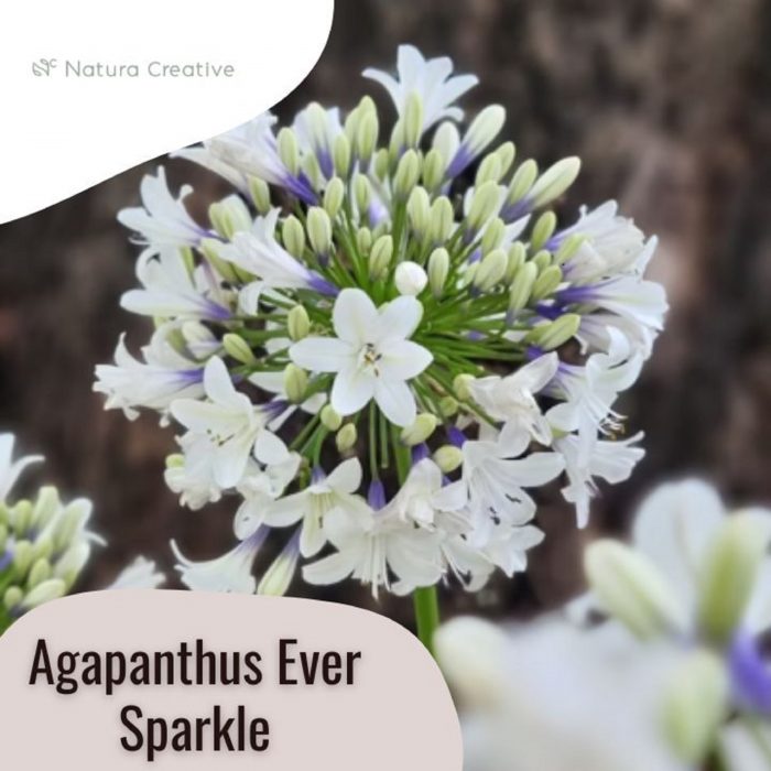 Agapanthus ever sparkle White and violet flowers