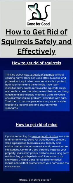 How to Get Rid of Squirrels Safely and Effectively