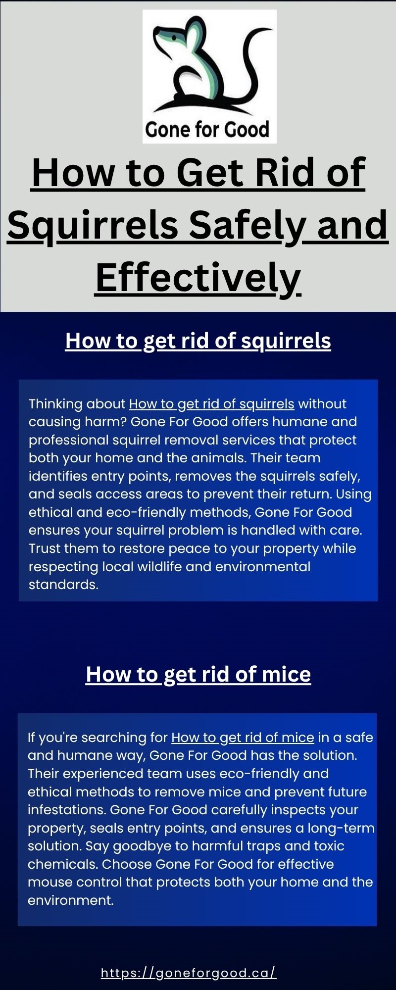 How to Get Rid of Squirrels Safely and Effectively