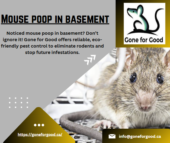 How to Handle Mouse Poop in Basement