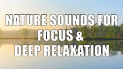 Calming Forest Sounds for Meditation