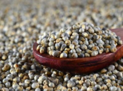 Millets Coarse Grains Exporter in India? | Nature Harvest