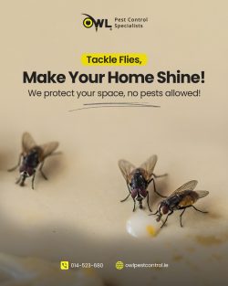 Pest Control Services Dublin for Every Home