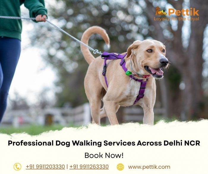 Professional Dog Walking Services in Delhi NCR | Pettik.com