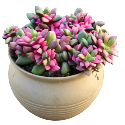 How Indoor Plants Can Breathe Life Into Your Office Space