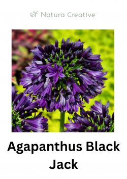 Agapanthus Black Jack – Deep Purple Reblooming Beauty