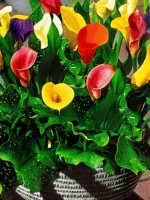 Grow Beauty at Home: A Guide to Flower Bulbs and the Madhu Kamini Plant from Plantshub