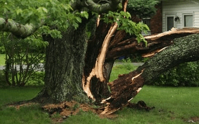 Tree Removal Service in Johannesburg