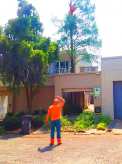 Best Residential Tree Removal In Johannesburg