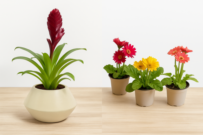 Add Vibrancy to Your Space with Bromeliad Plant and Gerbera