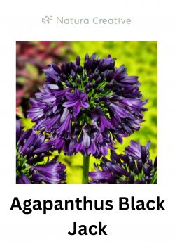 Stunning Agapanthus Black Jack – Deep Purple Blooms