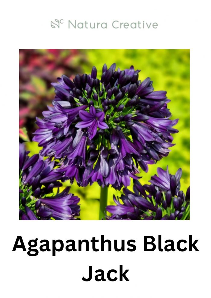 Stunning Agapanthus Black Jack – Deep Purple Blooms
