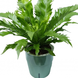 Breathe Better with Indoor Plants: Discover the Joy of Online Plant Shopping with Plantshub