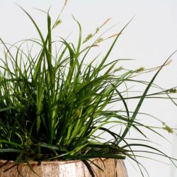 Lush & Hardy Carex Evergreen for All Seasons