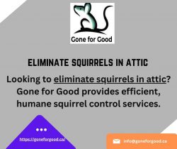 How to Eliminate Squirrels in the Attic with Gone for Good