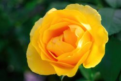 Bring Timeless Beauty to Your Garden with Premium Rose Bushes