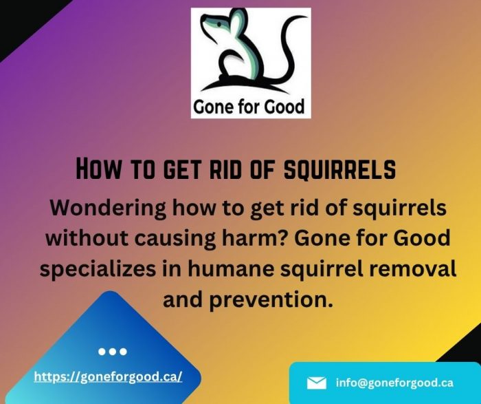 Safe and Effective Solutions to Remove Squirrels