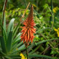Aloe Mighty Sunset – Vivid Colors for Striking Gardens