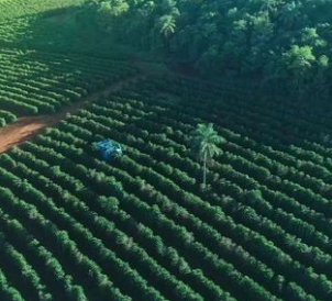 Choose Best Green Coffee Beans