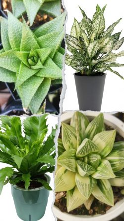 Transform Your Space with the Beauty and Benefits of Indoor Plants