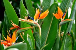 Premium Palm Trees for Tropical Style and Lasting Landscape Beauty