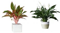 Bring Nature Home: The Beauty and Benefits of Indoor Plants