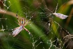 Fast, Comprehensive Spider Control Aurora for Every Home